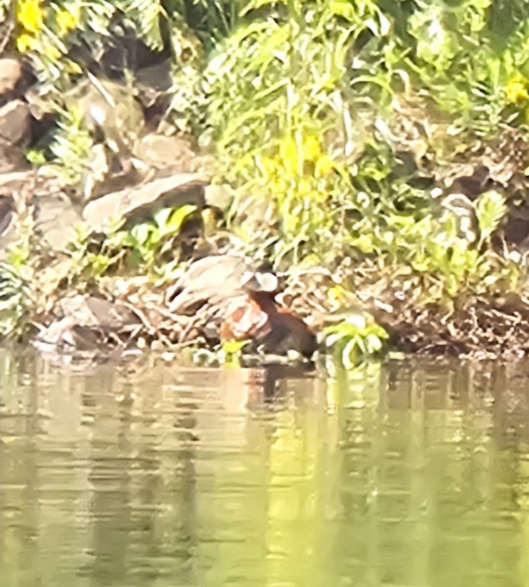 Ruddy Duck - ML619760008