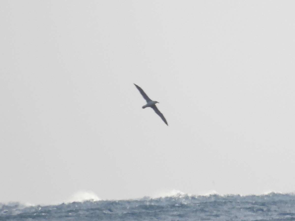Albatros à cape blanche - ML619760023
