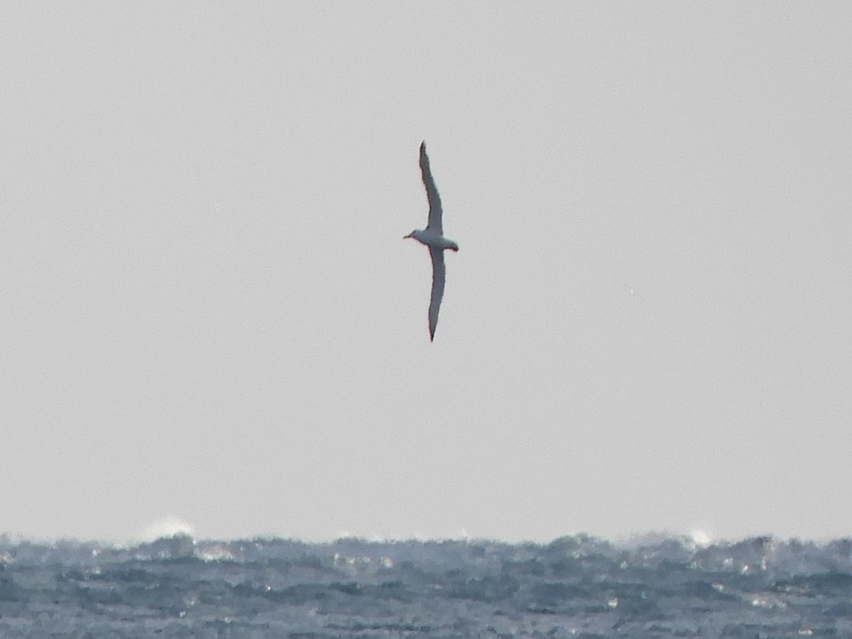 Albatros à cape blanche - ML619760033