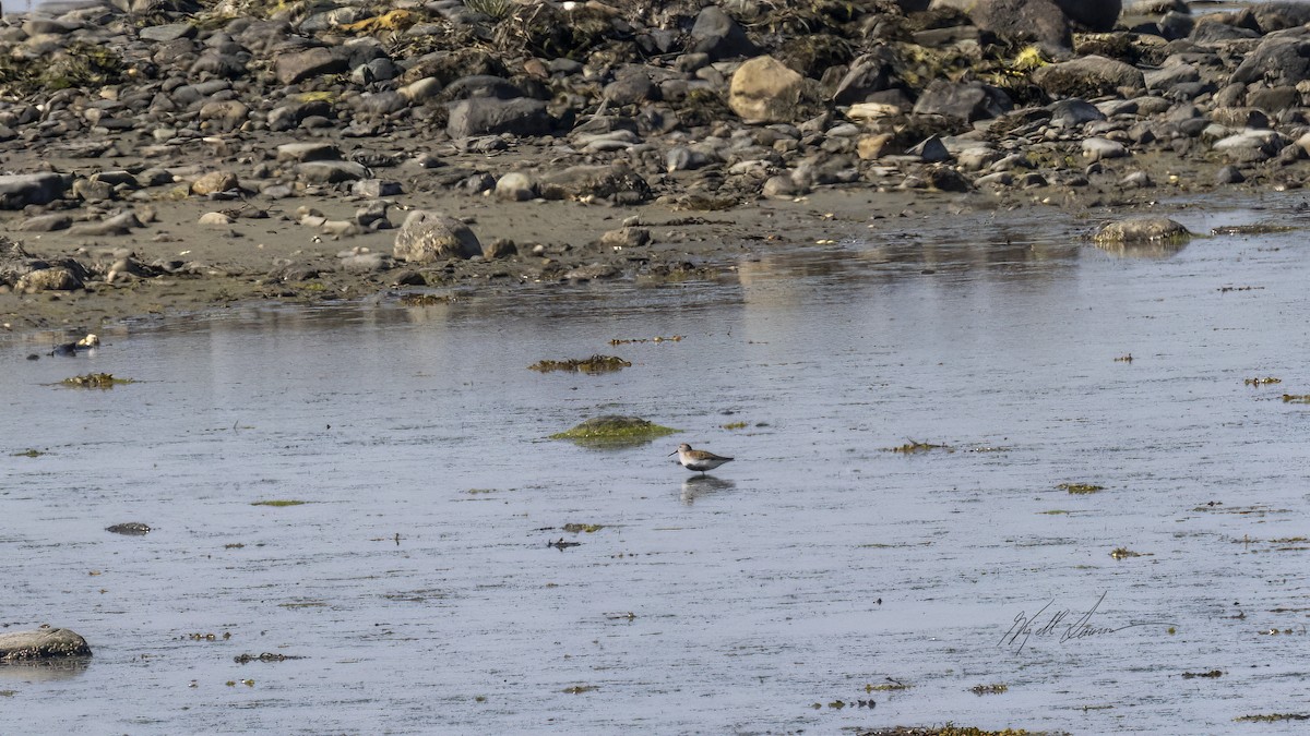 Dunlin - ML619760036