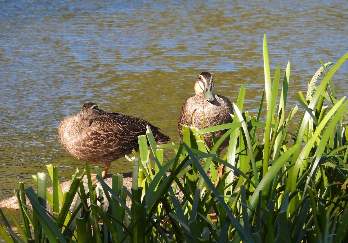 Canard à sourcils - ML619760067