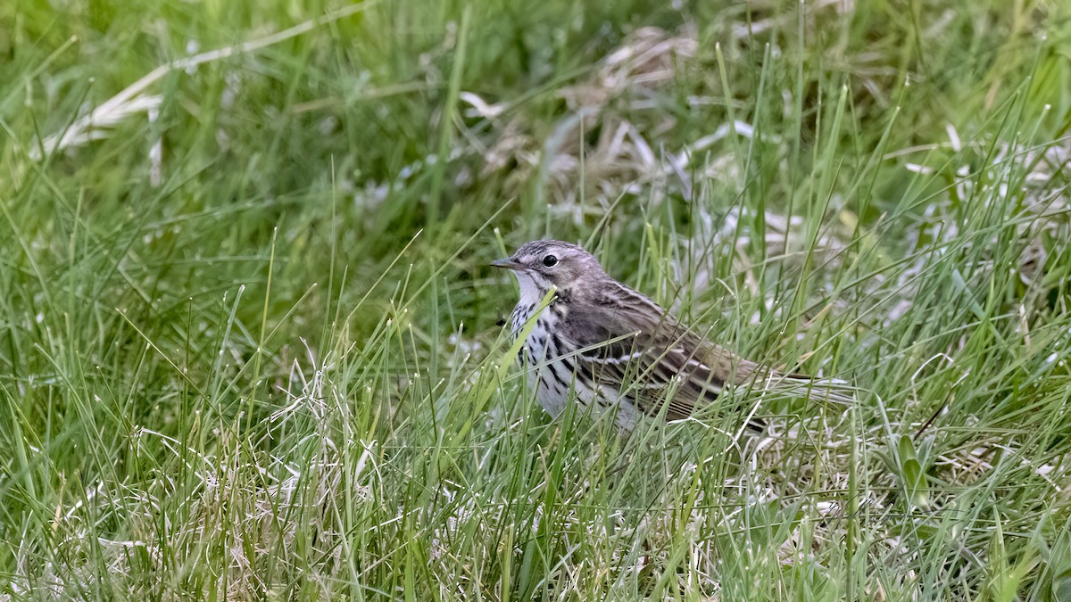 Meadow Pipit - ML619760088