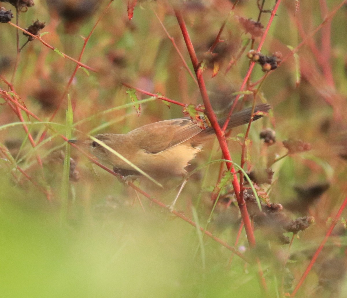 Paddyfield Warbler - ML619760103