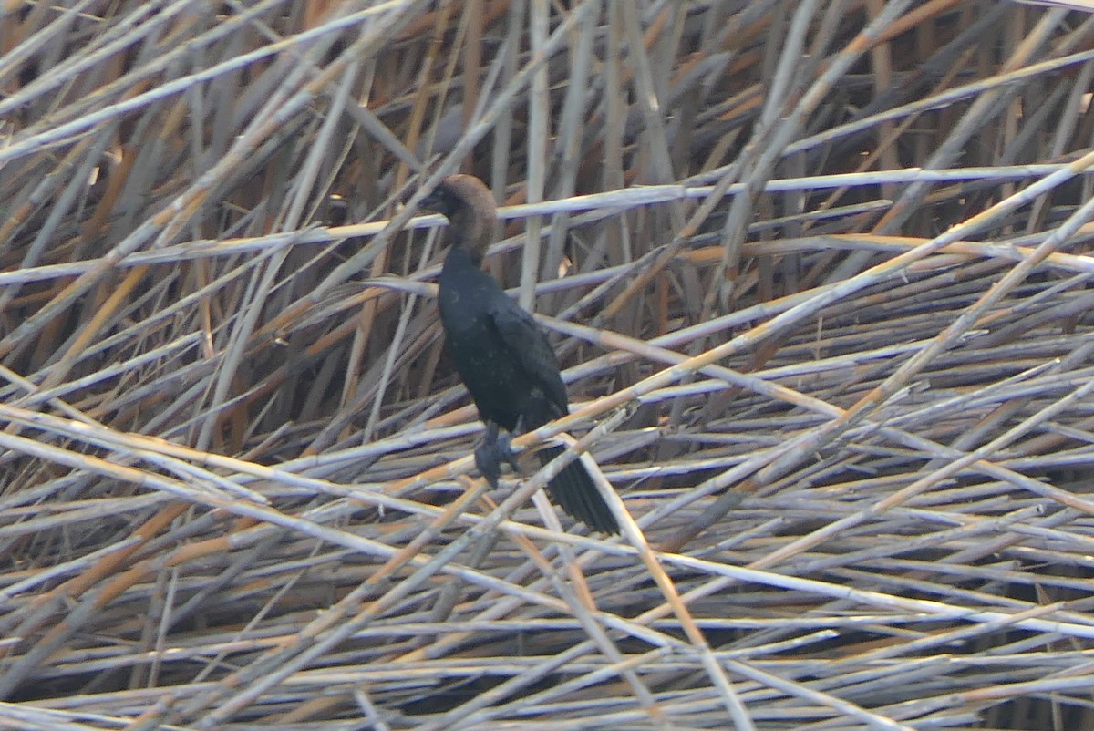 Pygmy Cormorant - ML619760116