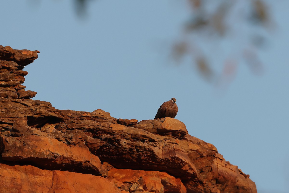 holub kimberleyský - ML619760117