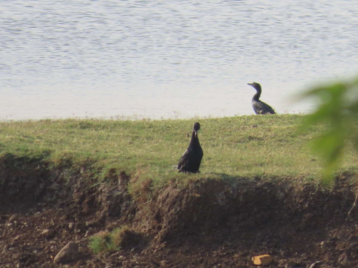 Little Cormorant - ML619760181