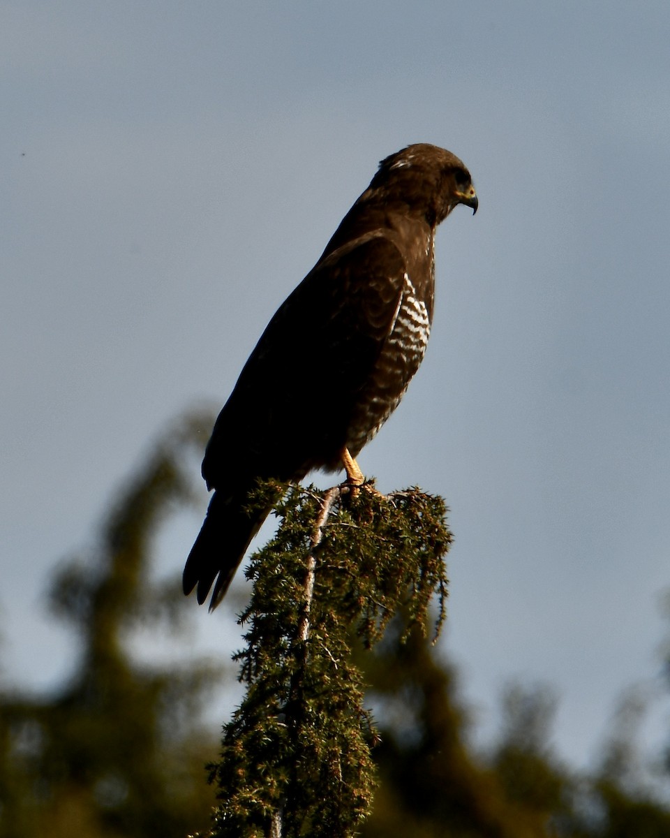 Common Buzzard - ML619760186