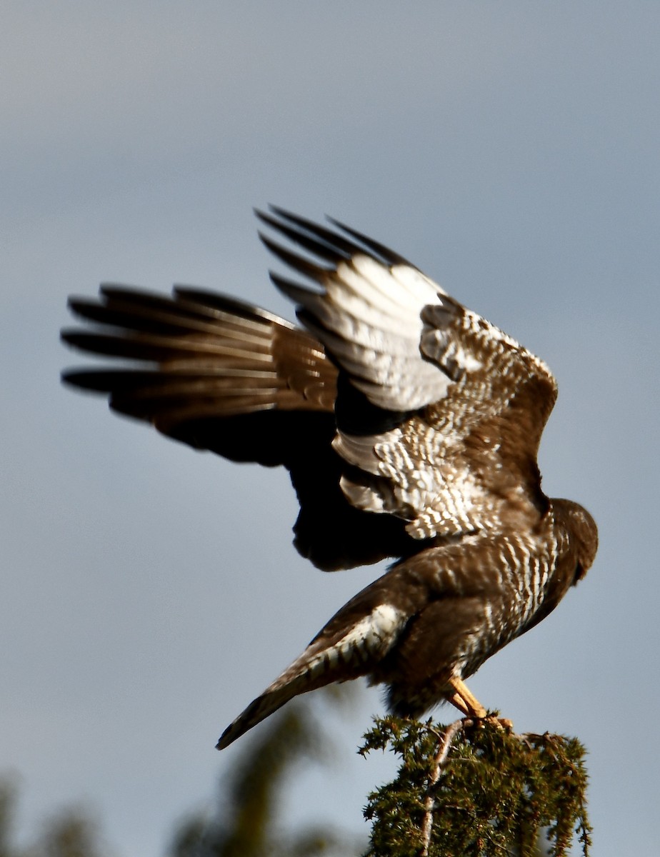 Common Buzzard - ML619760188