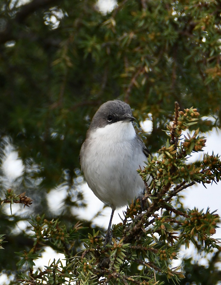 Curruca Zarcerilla - ML619760194