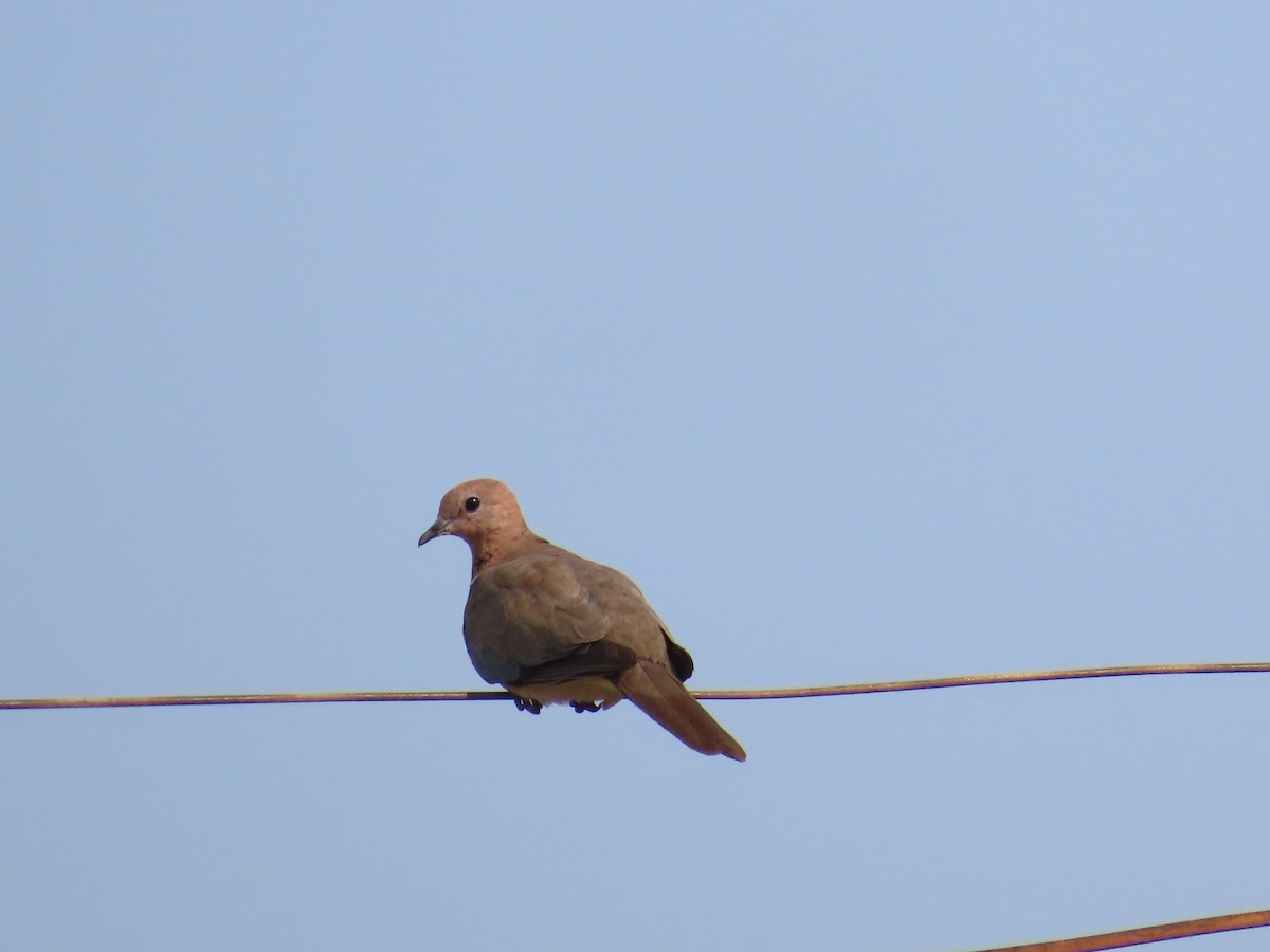 Laughing Dove - ML619760205