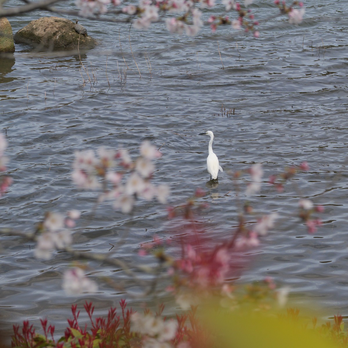 Little Egret - ML619760210