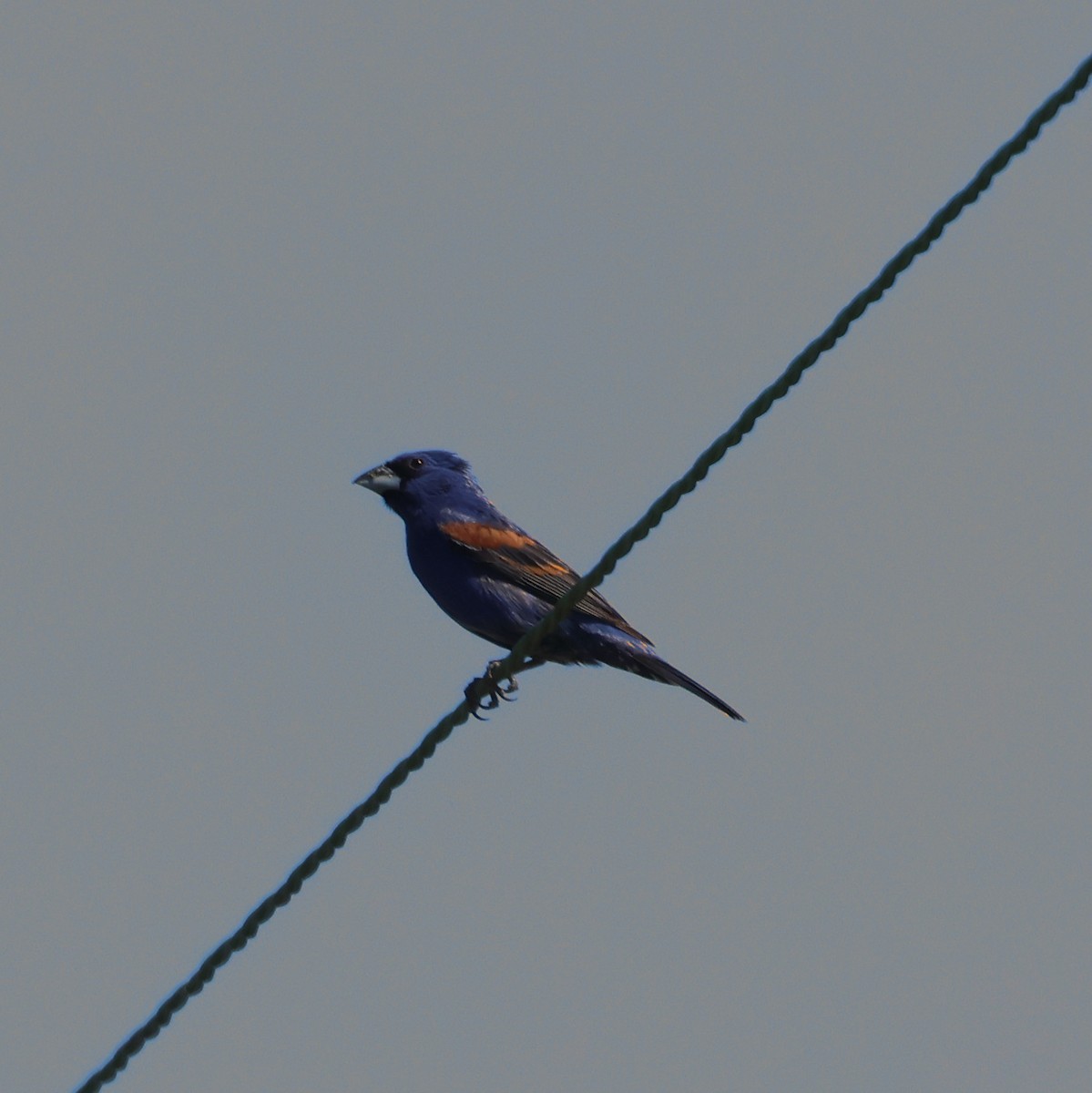 Blue Grosbeak - ML619760225