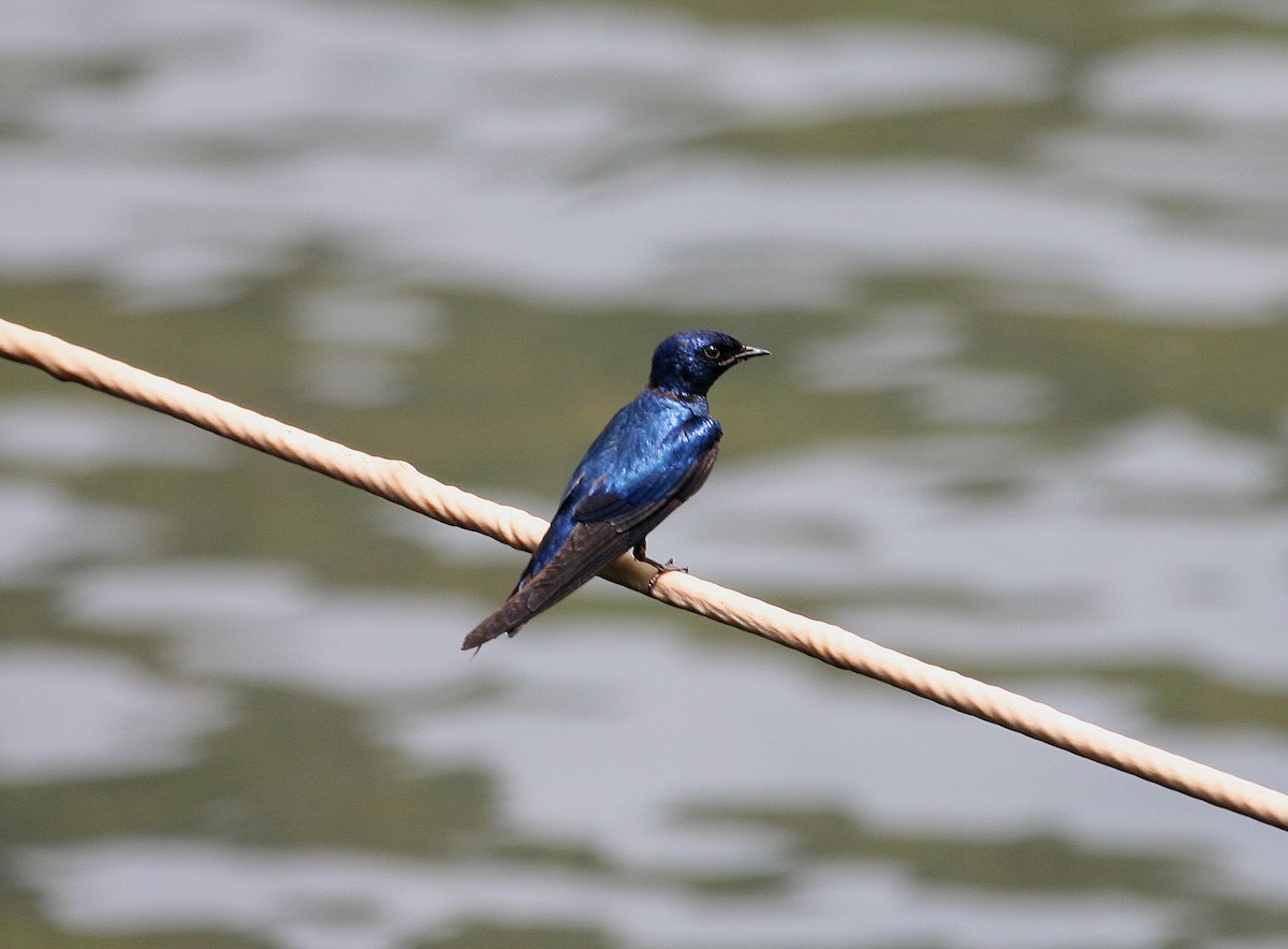 White-throated Blue Swallow - ML619760240