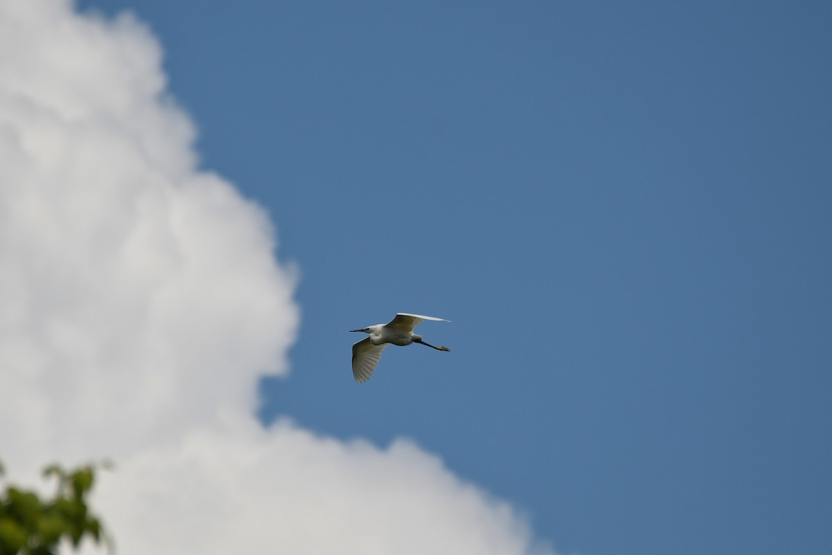 Little Egret - ML619760241