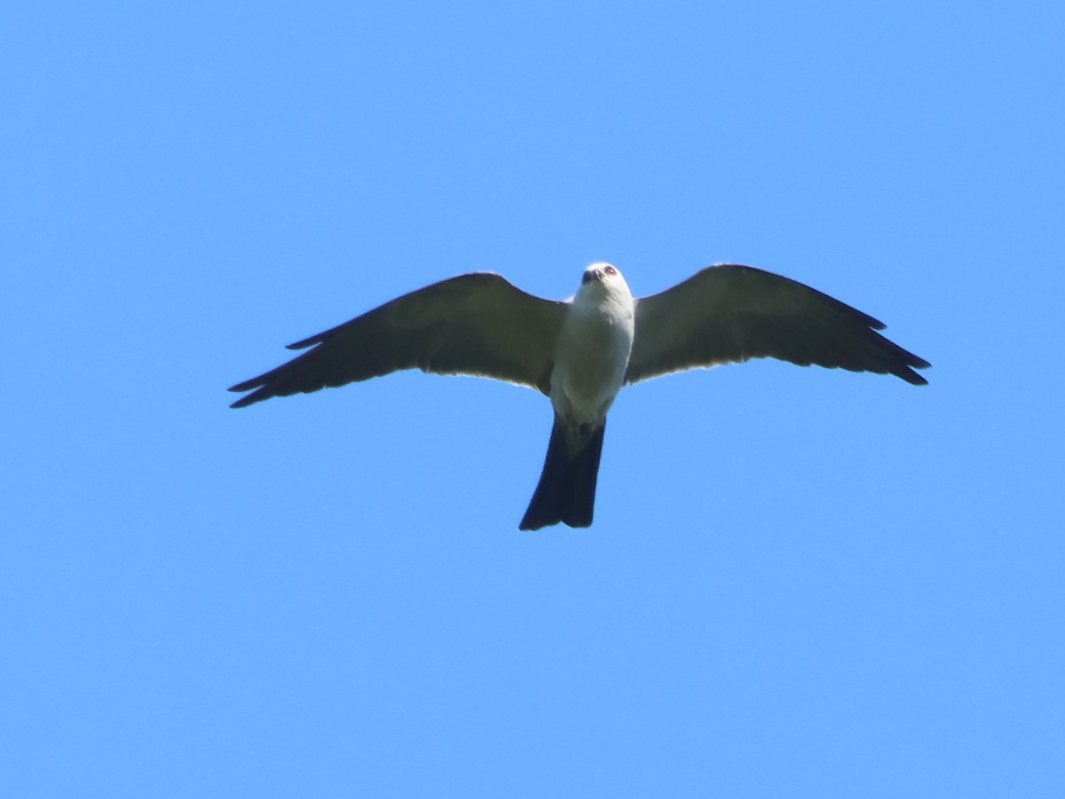 Mississippi Kite - ML619760260