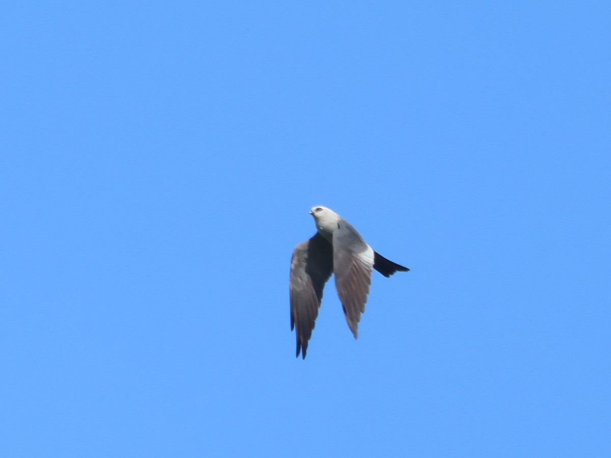 Mississippi Kite - ML619760261