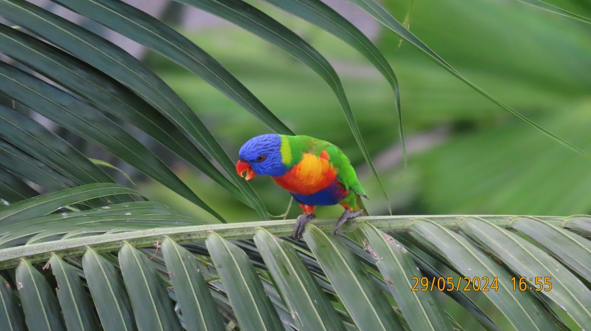 Rainbow Lorikeet - ML619760265