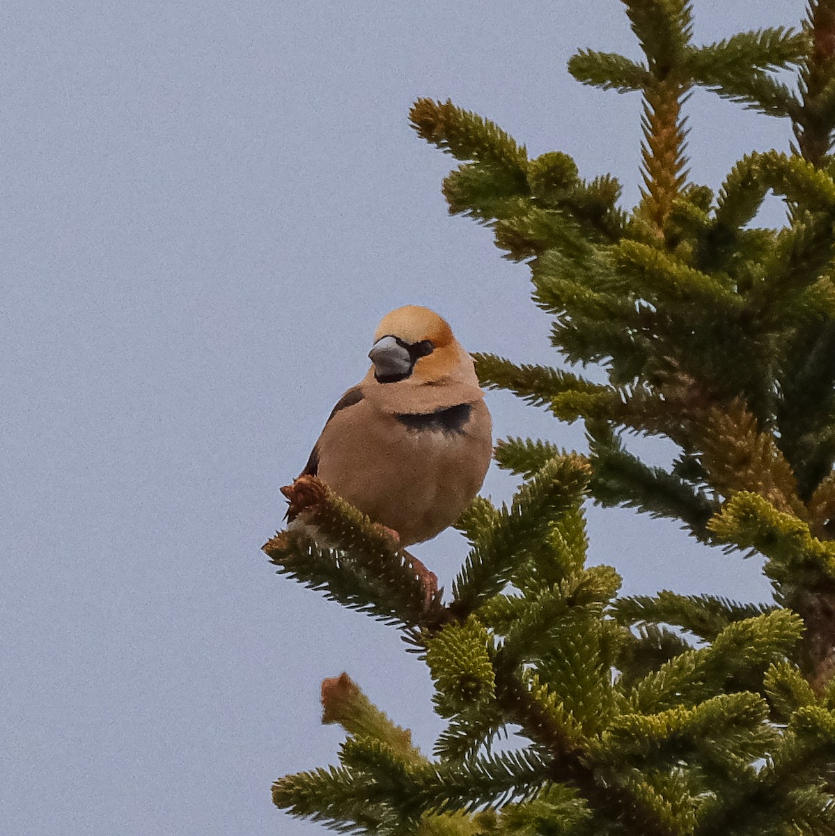 Hawfinch - ML619760267