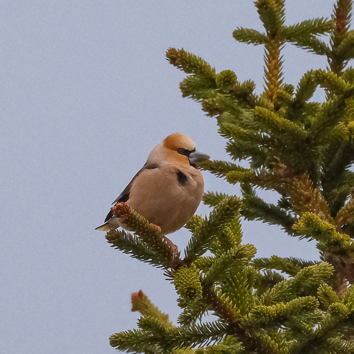 Hawfinch - ML619760268