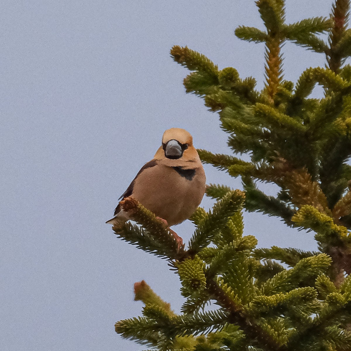 Hawfinch - ML619760269