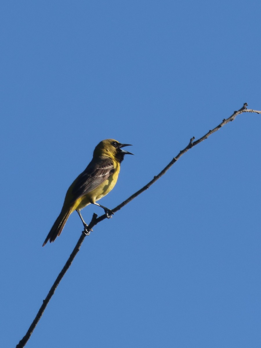 Orchard Oriole - ML619760285