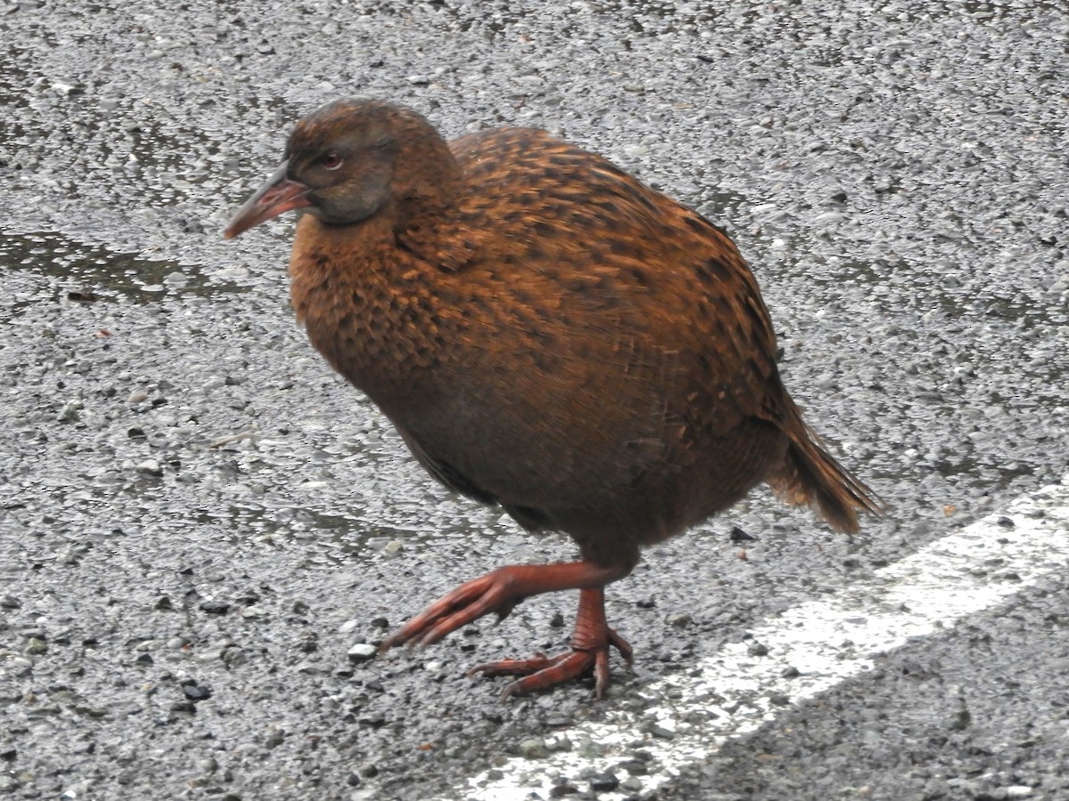 chřástal weka - ML619760289