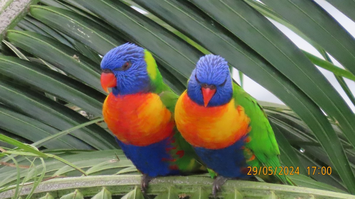 Rainbow Lorikeet - ML619760290