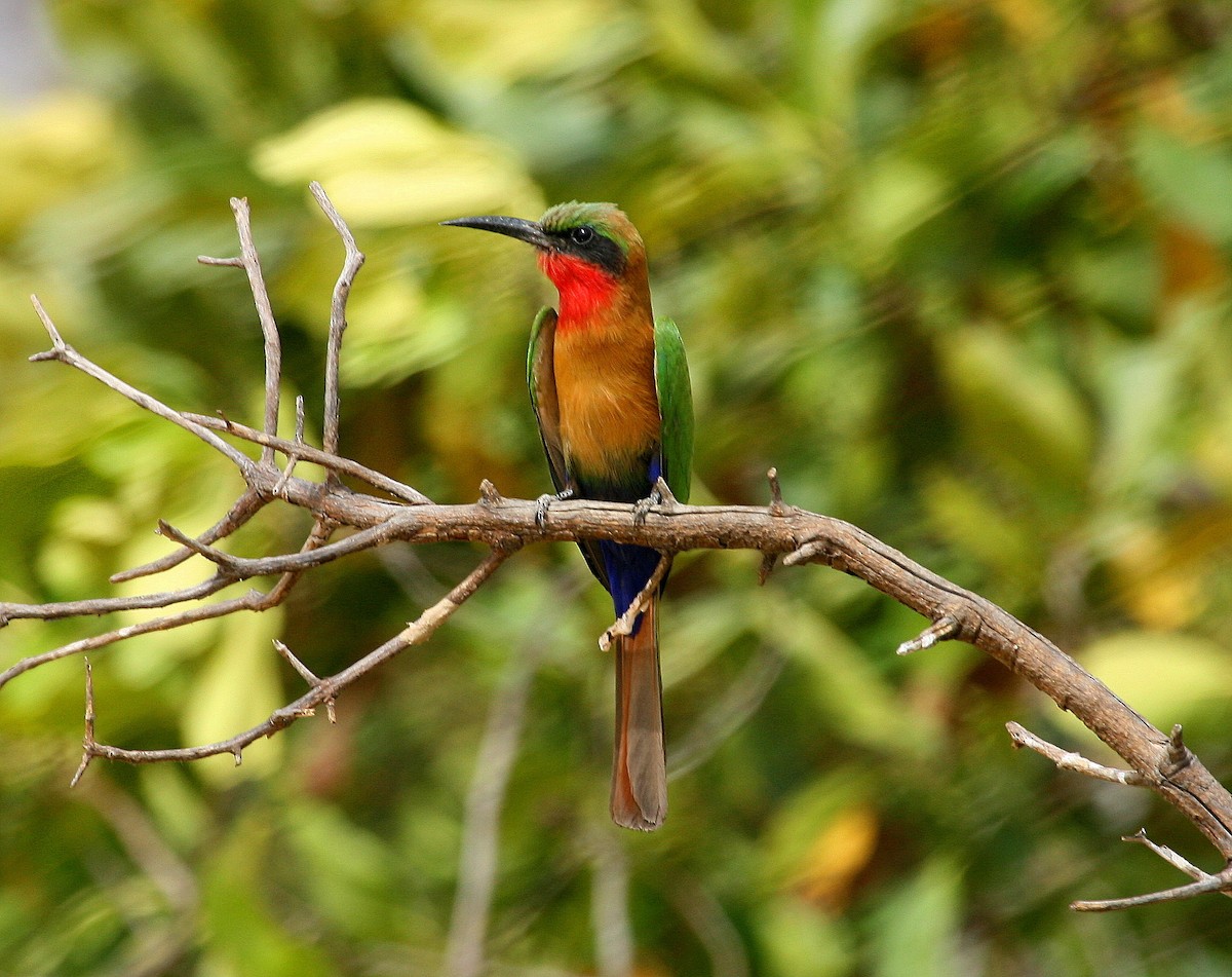 Red-throated Bee-eater - ML619760339