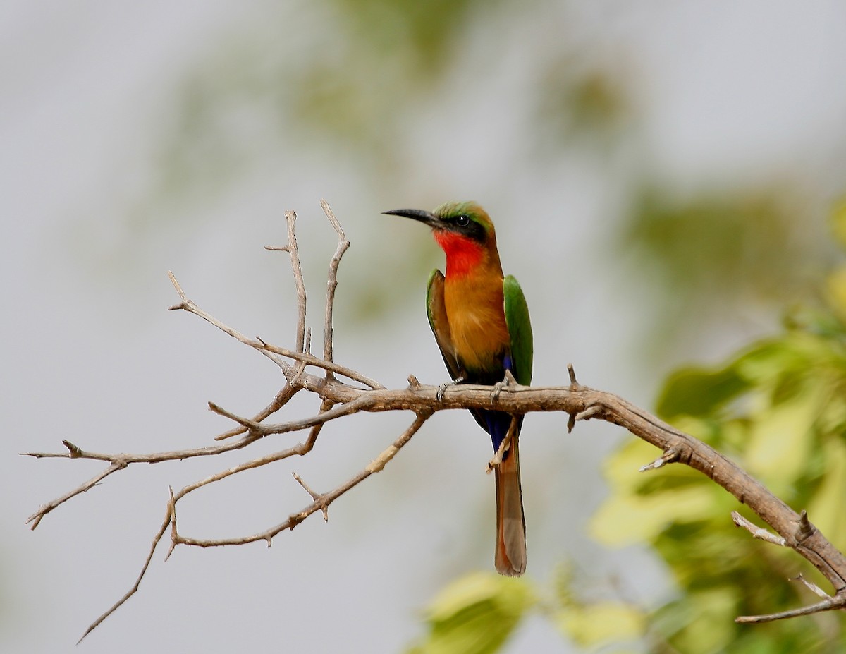Red-throated Bee-eater - ML619760340