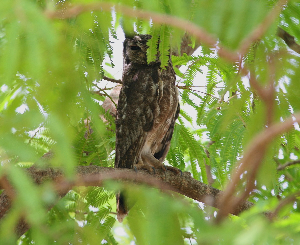Grayish Eagle-Owl - ML619760344