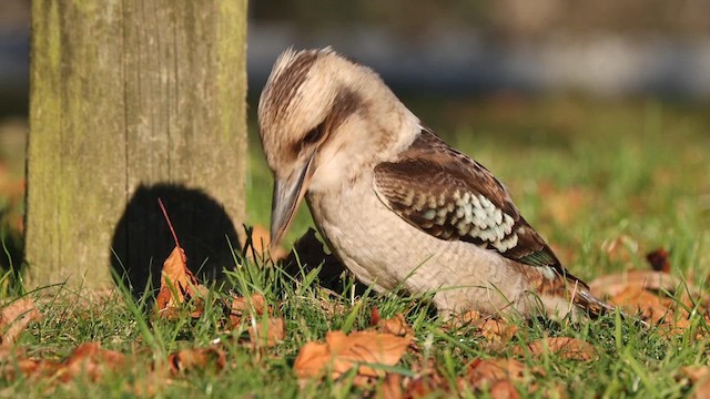 Martin-chasseur géant - ML619760363