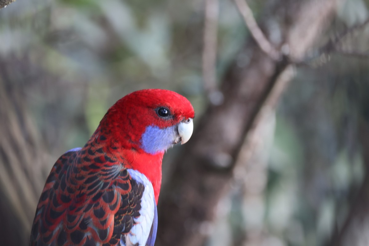 Crimson Rosella - ML619760380