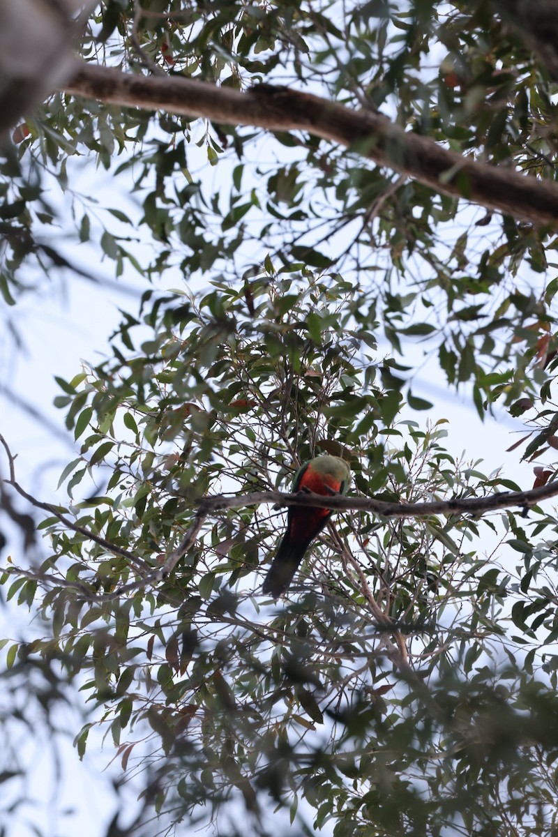 Australian King-Parrot - ML619760395