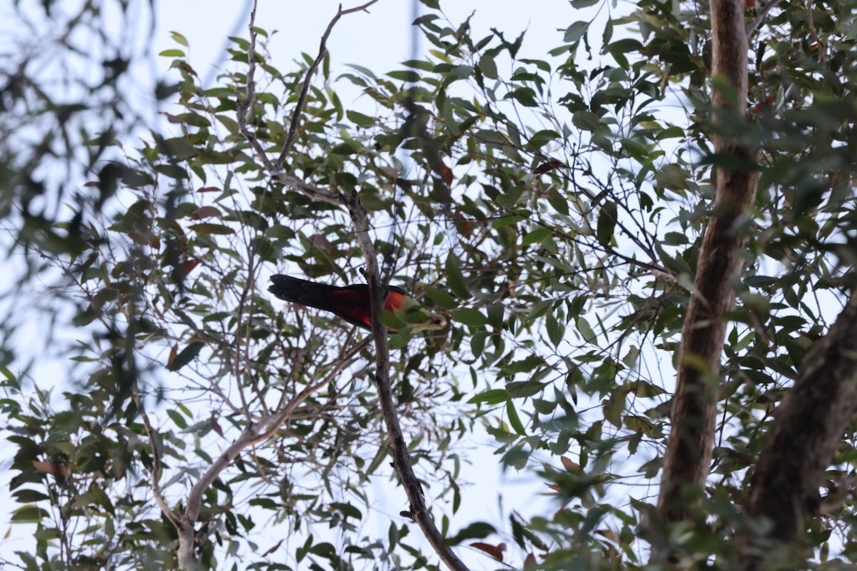 Australian King-Parrot - ML619760396