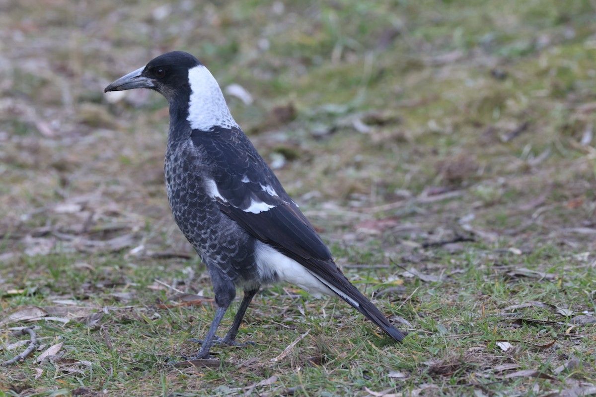 Australian Magpie - ML619760406