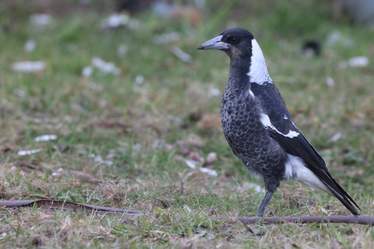 Australian Magpie - ML619760408