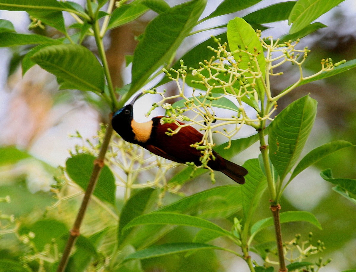 Buff-throated Sunbird - ML619760436