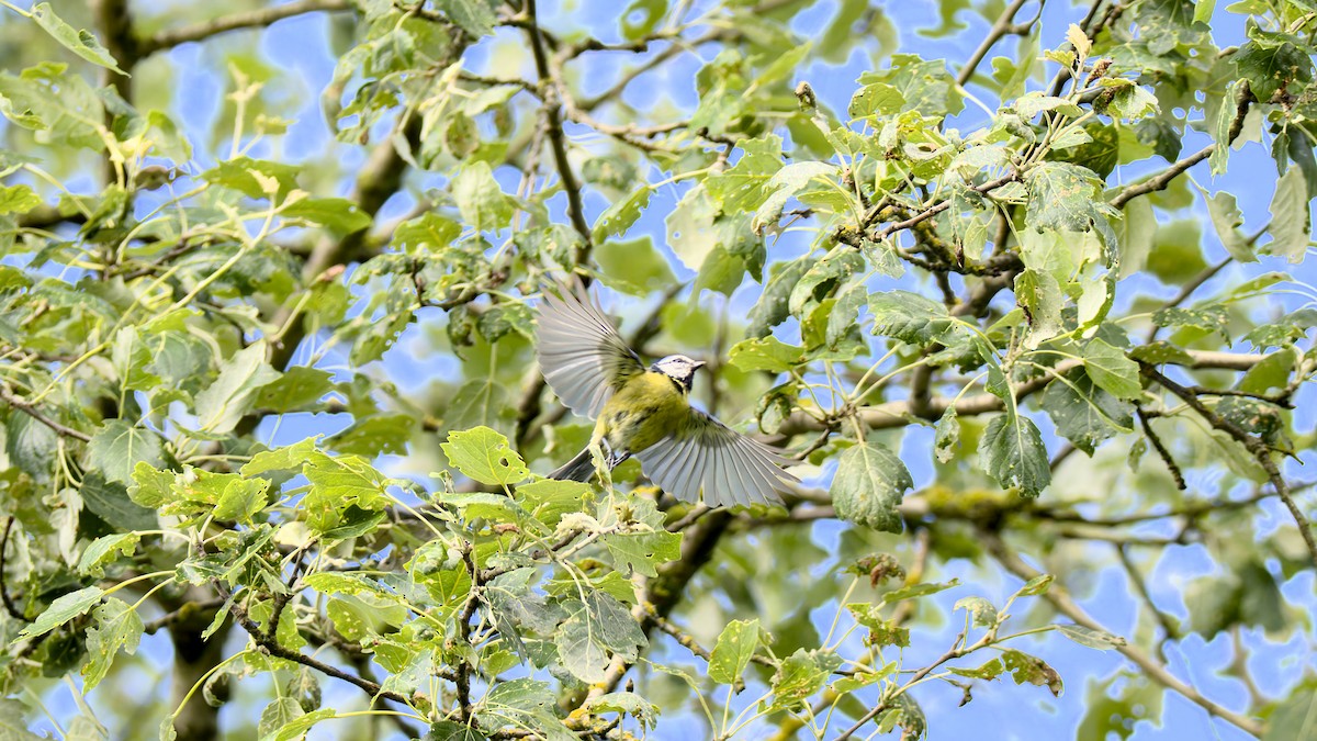 Eurasian Blue Tit - ML619760443