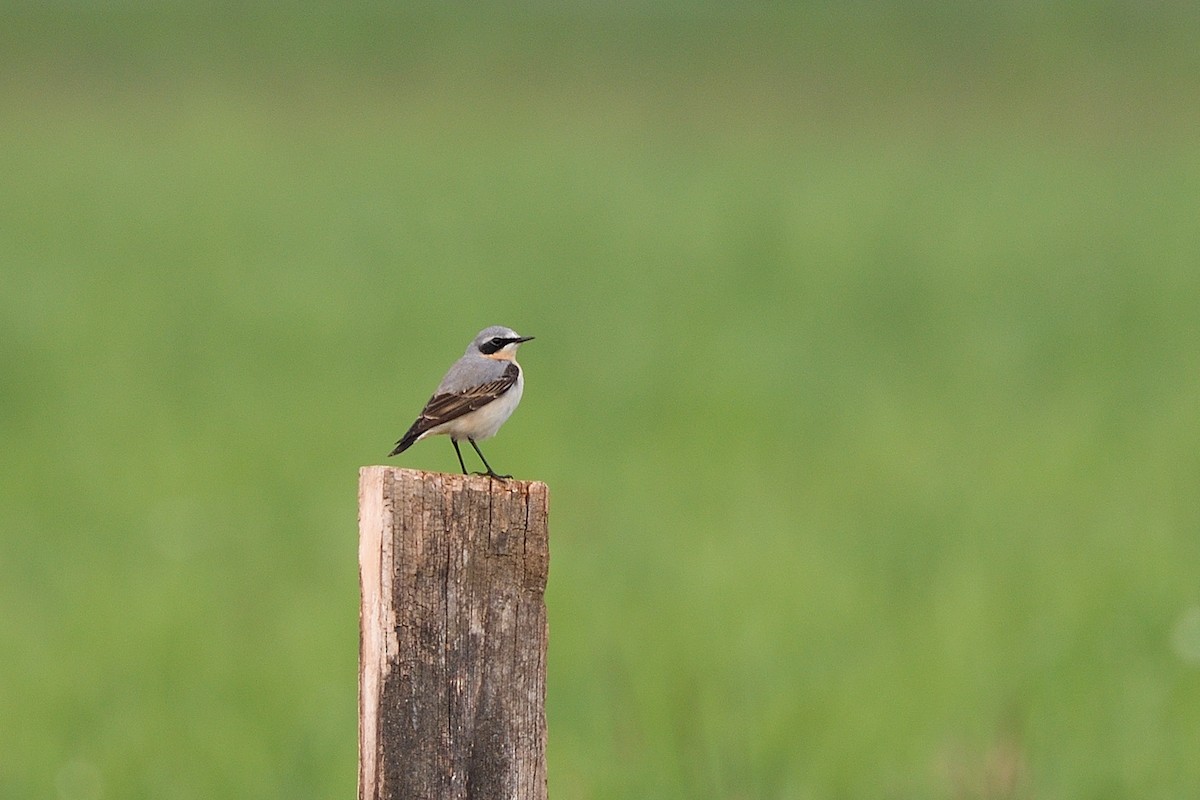 Northern Wheatear - ML619760483