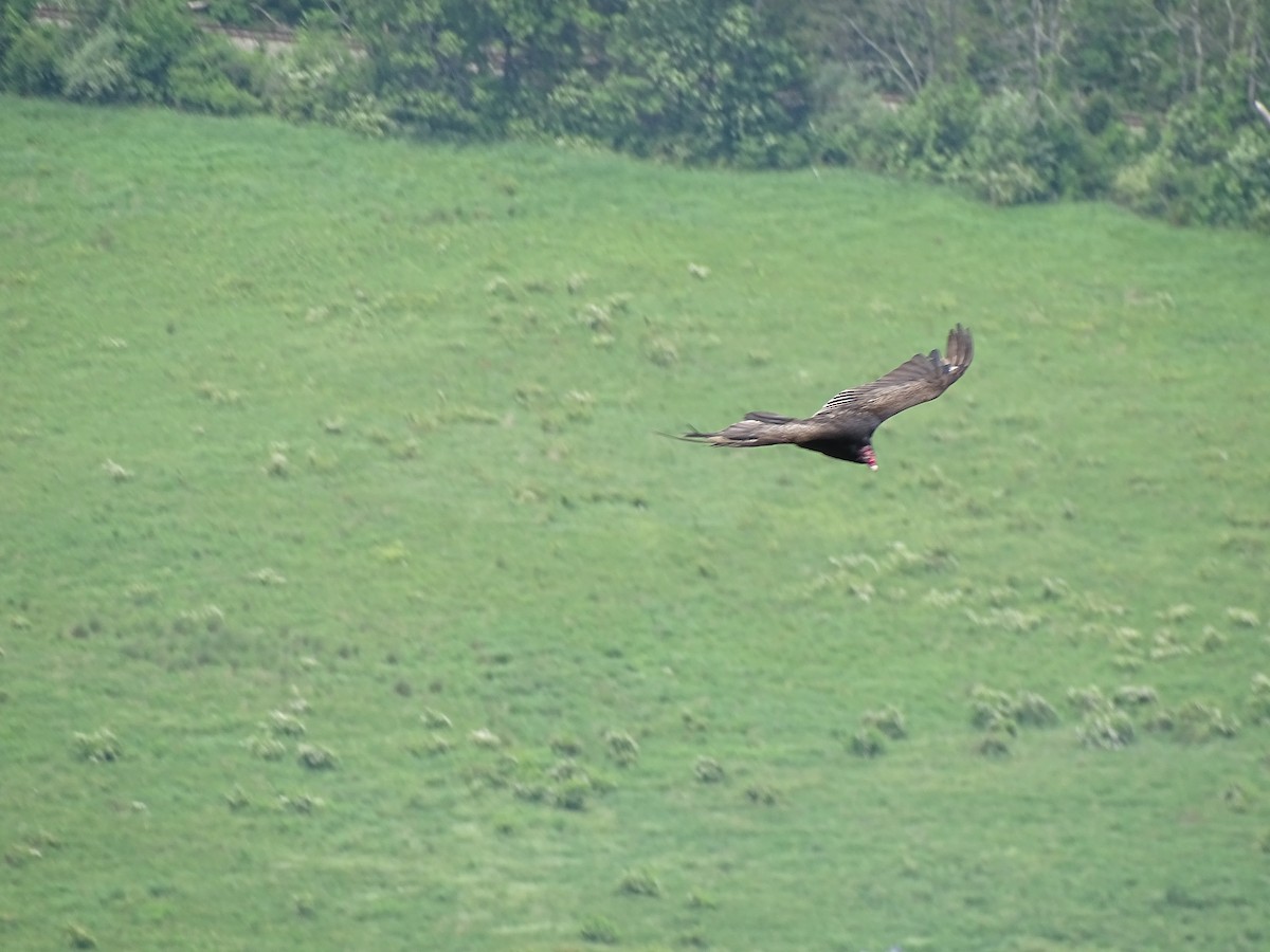 Turkey Vulture - ML619760495