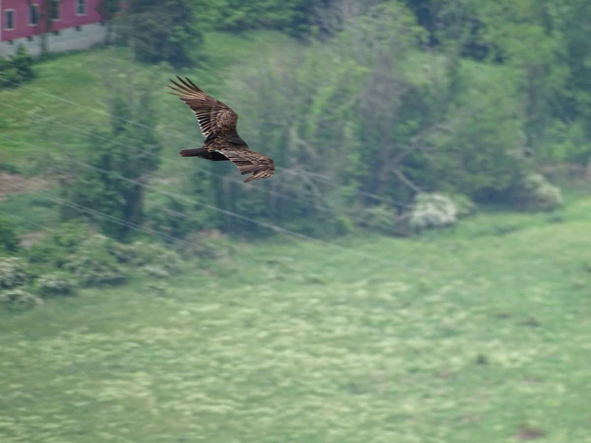 Turkey Vulture - ML619760496