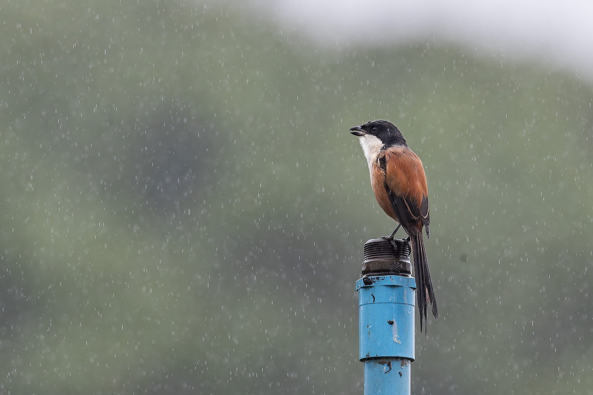 Long-tailed Shrike - ML619760511