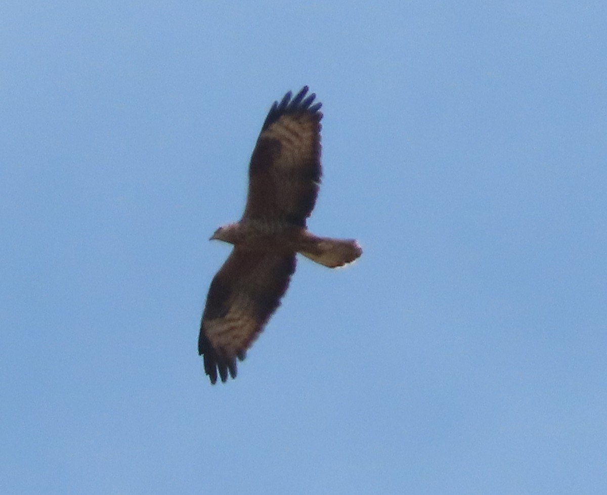 European Honey-buzzard - ML619760522