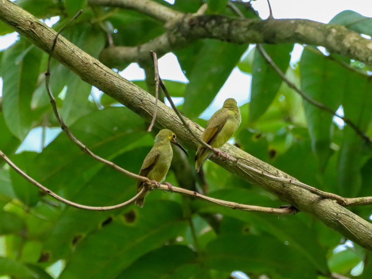 Yellow-eared Spiderhunter - ML619760547