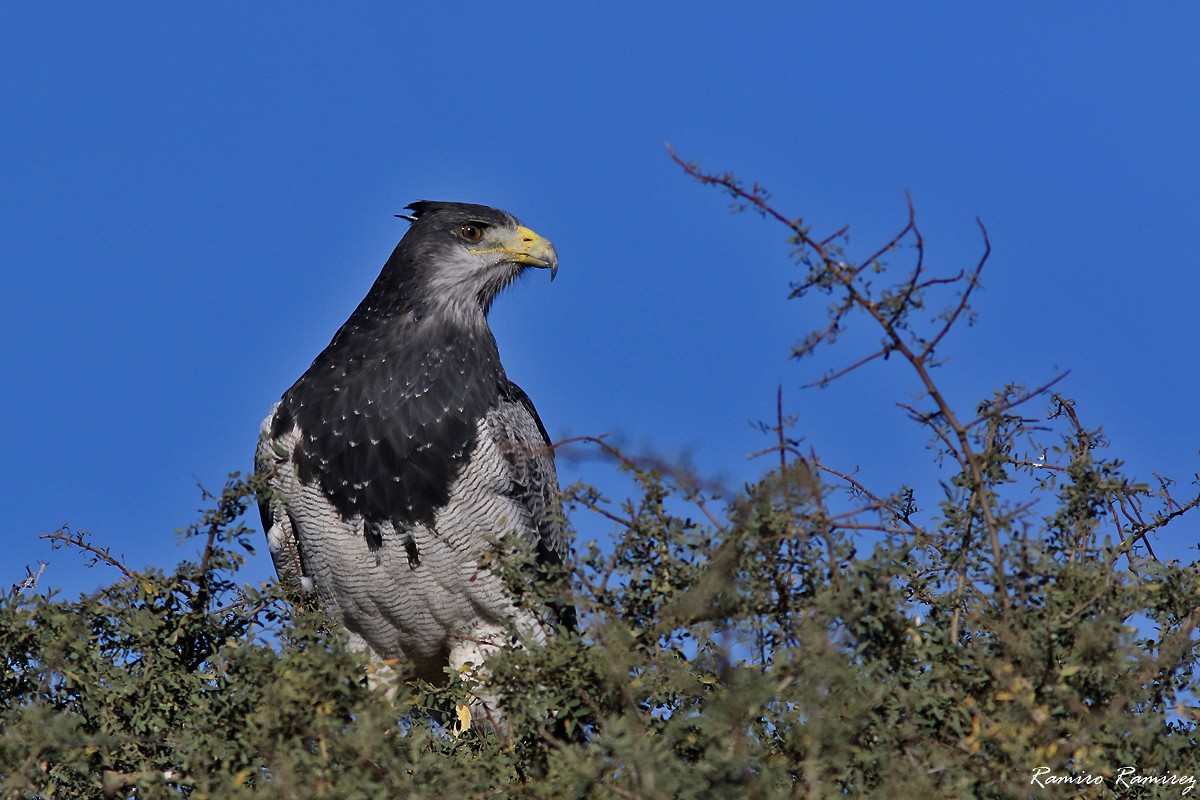 Black-chested Buzzard-Eagle - ML619760552