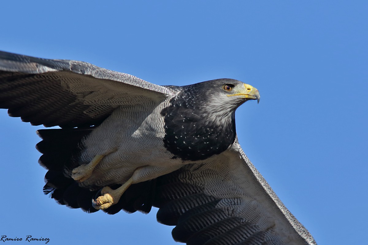 Black-chested Buzzard-Eagle - ML619760553