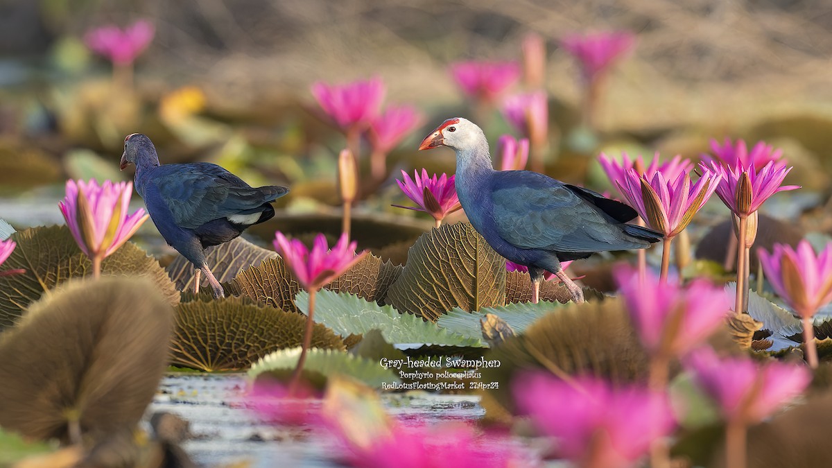 Gray-headed Swamphen - Kenneth Cheong