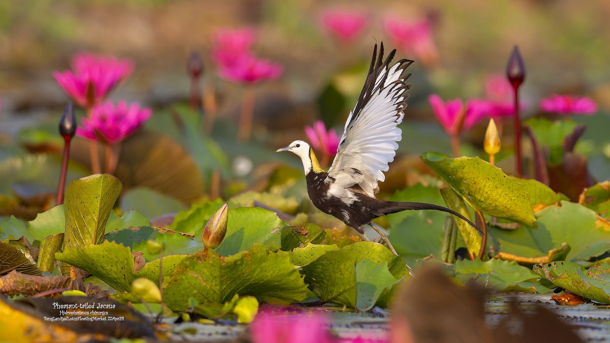Pheasant-tailed Jacana - Kenneth Cheong