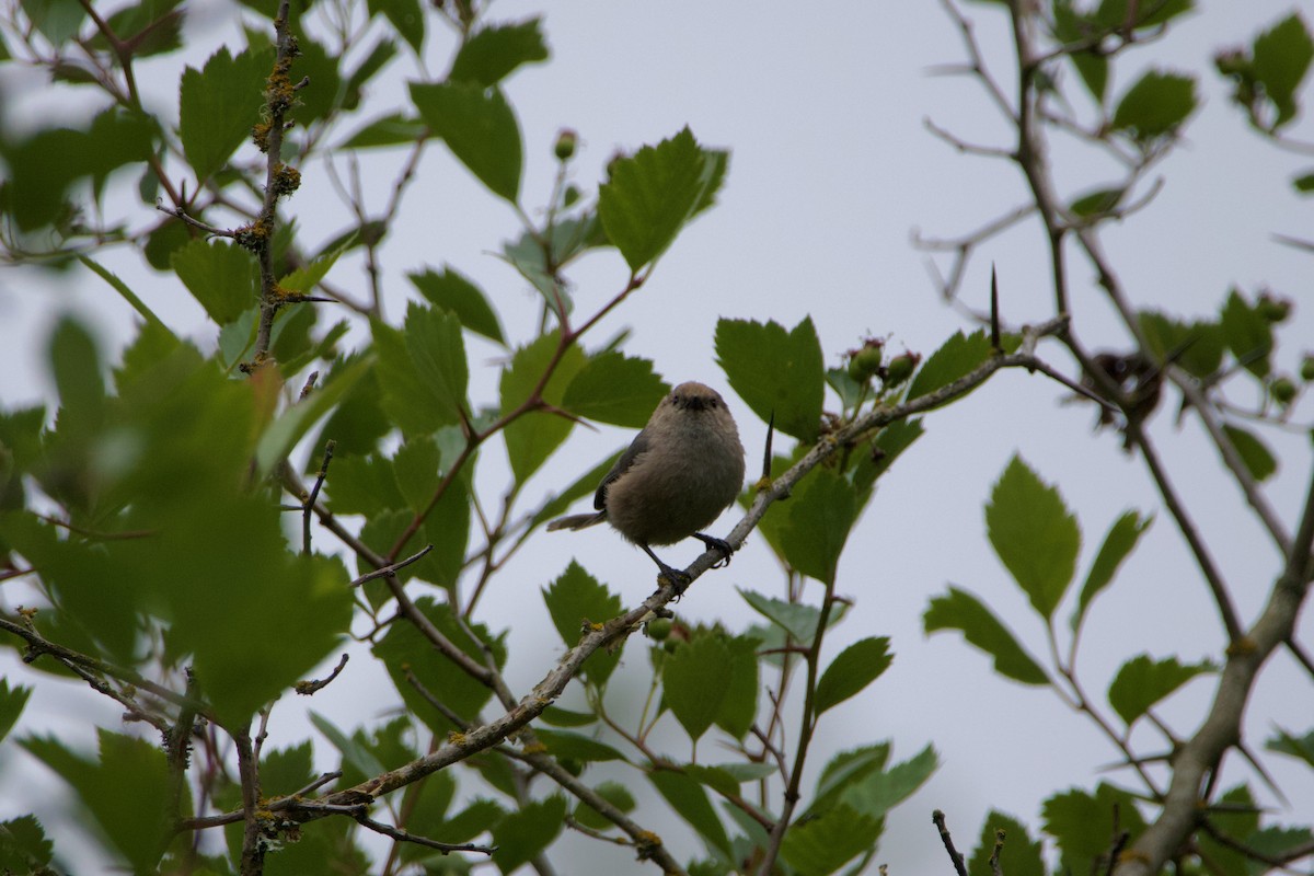 Bushtit - ML619760618