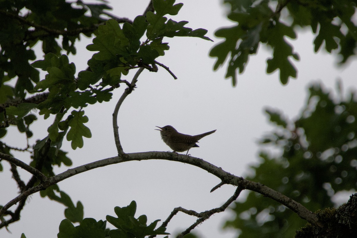 House Wren - ML619760620